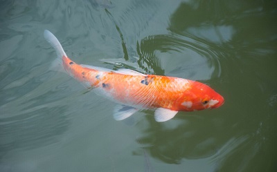 魚(yú)什么時(shí)候最好吃？